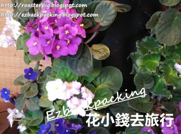 2020香港公園打卡親子好去處:紫羅蘭展覽